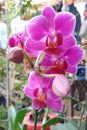 The orchids bloom very beautifully
