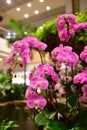 Orchids blooming in the garden