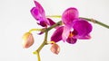 Orchids blooming on white background