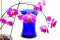 Orchids and blue vase