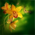 Orchids with a butterfly on the coloured