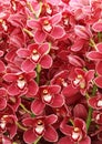 Orchid cimbidium flowers