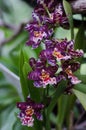Orchids close up at botanical garden