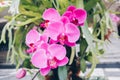 Orchids close up or Pink Phalaenopsis or Moth dendrobium Orchid flower for postcard beauty and agriculture idea concept design Royalty Free Stock Photo