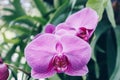 Orchids close up or Pink Phalaenopsis or Moth dendrobium Orchid flower for postcard beauty and agriculture idea concept design Royalty Free Stock Photo