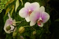 Orchids