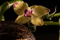 Orchids with coccnut Royalty Free Stock Photo