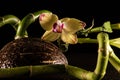 Orchids with coccnut Royalty Free Stock Photo