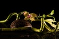Orchids with coccnut Royalty Free Stock Photo