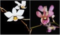 Orchids Collage