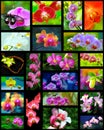 Orchids collage Royalty Free Stock Photo