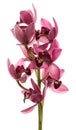 Orchids cymbidium flower Royalty Free Stock Photo