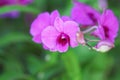 Orchids dendrobium purple blooming in outdoor garden background Royalty Free Stock Photo