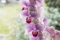 Orchids in detail in the living room Royalty Free Stock Photo