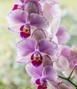 Orchids in detail in the living room Royalty Free Stock Photo