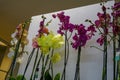 Orchids of different colors in pots in store close-up. Pink, white, yellow orchids in pots. Interior decor Royalty Free Stock Photo