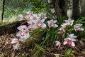 Orchids in Doi Inthanon National Park,Chiangmai,Thailand