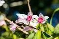 Orchids on Doi Inthanon