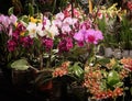 Orchids fascination exhibition of colorful flowers in Garching, Germany