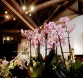 Orchids fascination exhibition of colorful tropical flowers in Garching, Germany