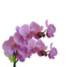 Orchids Floral border isolated on white Royalty Free Stock Photo