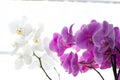 orchids Royalty Free Stock Photo