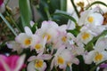 Orchids flowered in spring Royalty Free Stock Photo