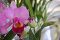 Orchids flowered in spring Royalty Free Stock Photo