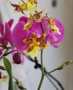 Orchids flowered in spring Royalty Free Stock Photo