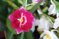 Orchids flowered in spring Royalty Free Stock Photo