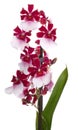 Orchids flowers Royalty Free Stock Photo