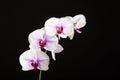 Orchids flowers with black background on studio. Royalty Free Stock Photo