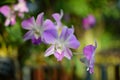 Orchids flowers bloom in spring Royalty Free Stock Photo