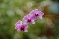 Orchids flowers, blur background