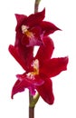 Orchids flowers cambria orchid flower Royalty Free Stock Photo