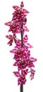 Orchids flowers cambria orchid flower Royalty Free Stock Photo