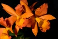 Orchids flowers (Cattleya sp) Royalty Free Stock Photo