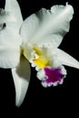 Orchids flowers (Cattleya sp) Royalty Free Stock Photo