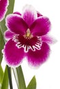 Orchids flowers miltonia orchid flower Royalty Free Stock Photo