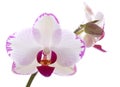 Orchids flowers orchid phalaenopsis flower