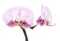 Orchids flowers orchid phalaenopsis flower Royalty Free Stock Photo