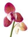 Orchids flowers phalaenopsis orchid flower Royalty Free Stock Photo