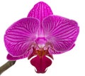 Orchids flowers phalaenopsis orchid flower Royalty Free Stock Photo