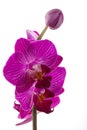 Orchids flowers phalaenopsis orchid flower