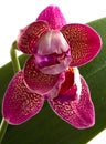 Orchids flowers phalaenopsis orchid flower