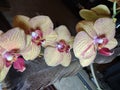 Orchids in full bloom with hawk feather