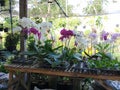 Orchids garden Royalty Free Stock Photo