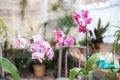 Orchids in the garden. Blooming orchids in a winter diy garden