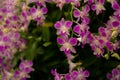 Orchids garden, bunches of pink petals Dendrobium hybrid orchid blossom on dark green leaves blurry nature background