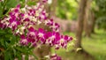 Orchids garden, bunches of pink petals Dendrobium hybrid orchid blossom on dark green leaves blurry background Royalty Free Stock Photo